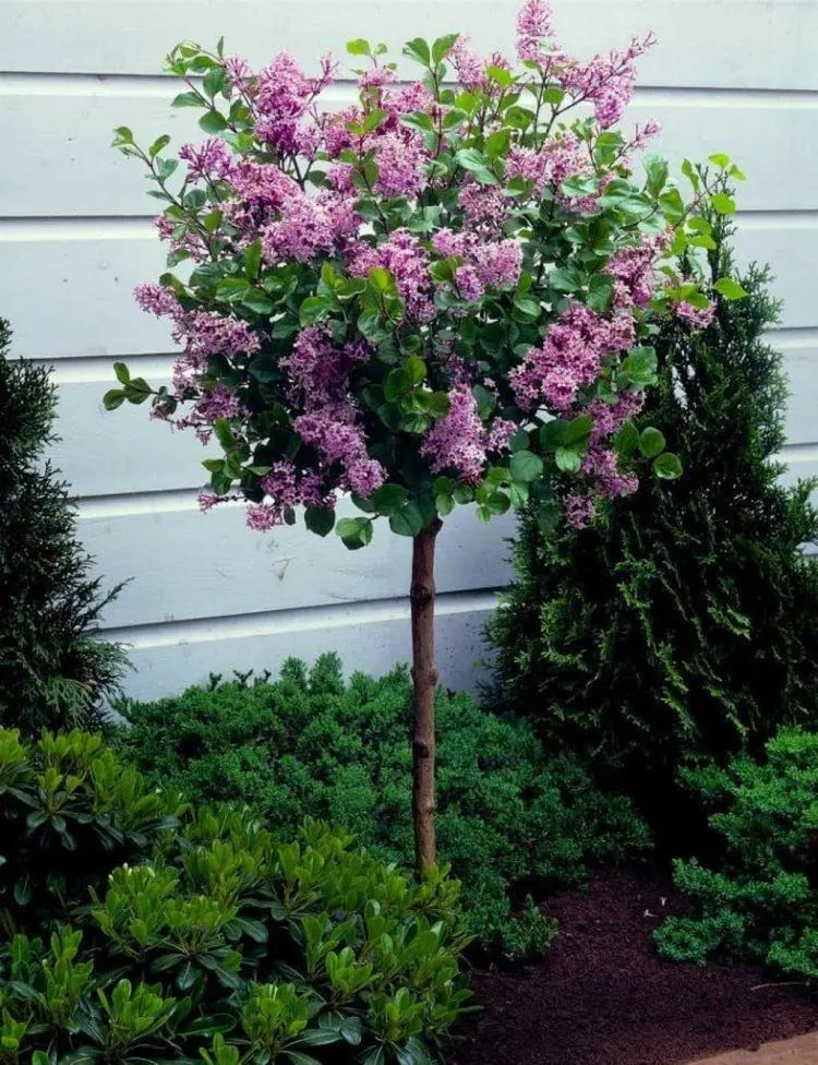 dwarf lilac tree for small front yard landscaping ideas