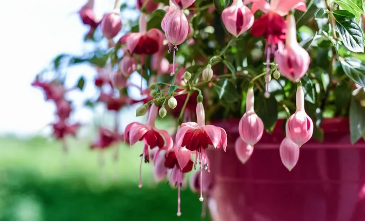 easy plants to grow on a balcony fuchsia