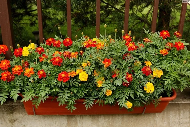 edible flowers easy plants to grow on a balcony marigold