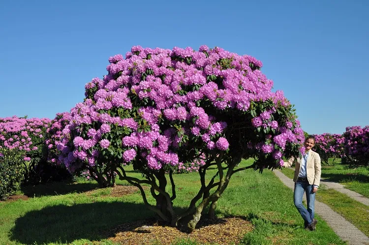 front yard bushes ideas rhododendron and azalea with spectacular booms