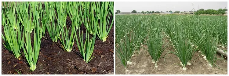 grow spring onions how to differ spring onion from green onion