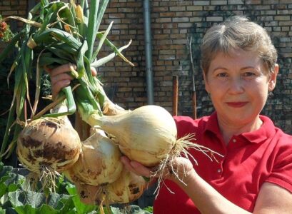 grow spring onions source of vitamins and minerals