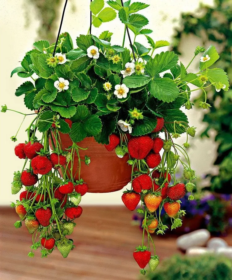grow strawberries in pots balcony ideas