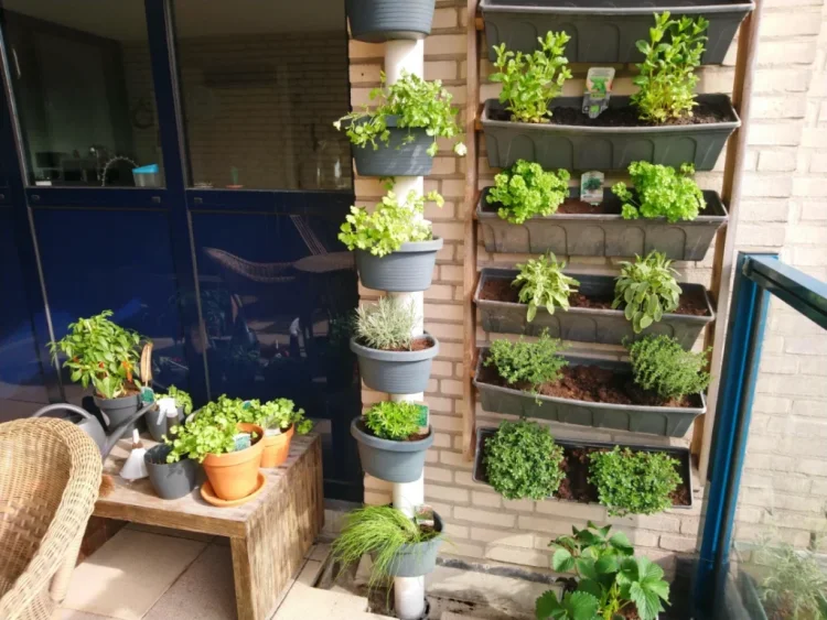 growing herbs on balcony different ideas to try in spring