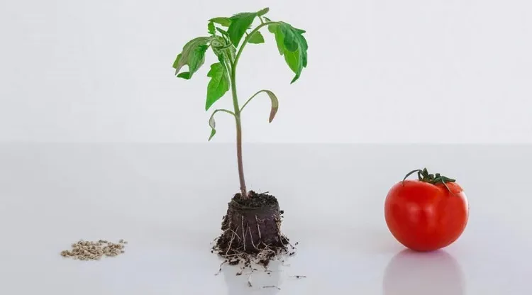 growth stages plant tomato seed