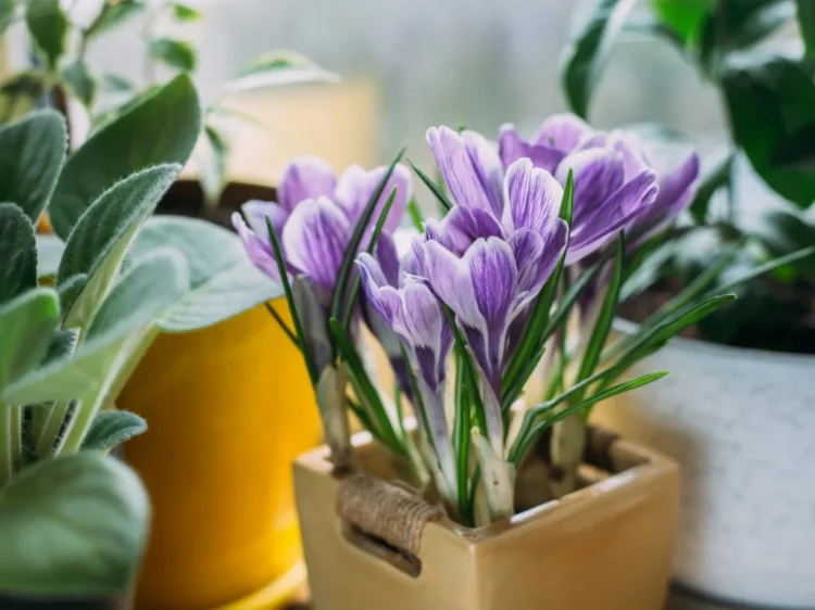 houseplants ideas purple crocus in a pot