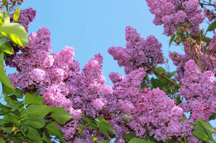 how to care for lilac bushes