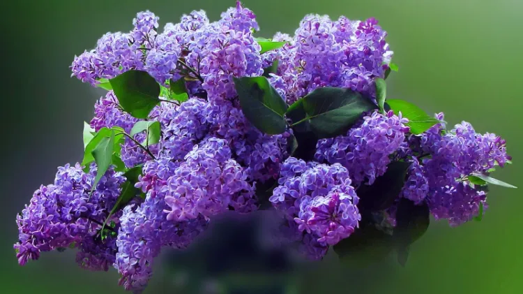 how to fertilize lilac bushes