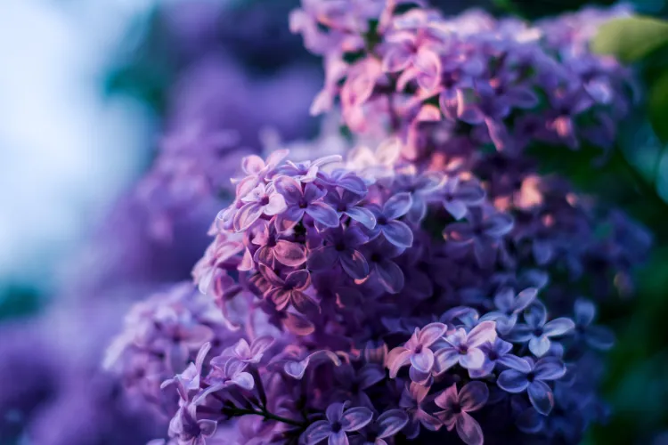 how to fertilize lilacs how to prune lilacs after blooming