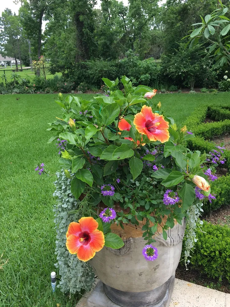 how to grow hibiscus plant in a pot or in the garden
