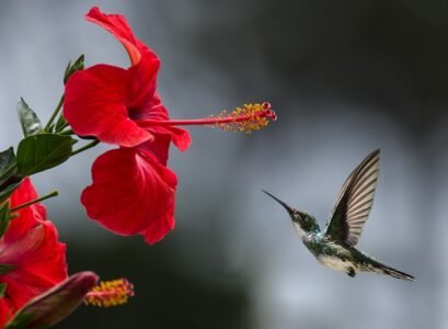 how to grow hibiscus the way to keep this plant covered with flowers