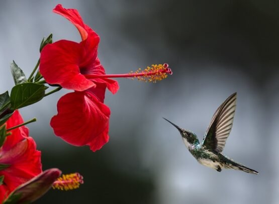 how to grow hibiscus the way to keep this plant covered with flowers