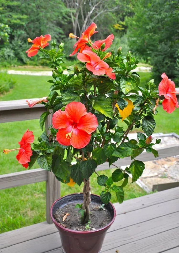 how to grow hibiscus what plant is hibiscus