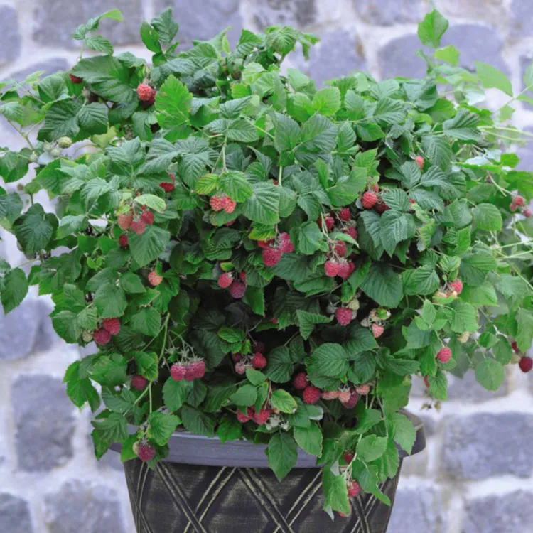 how to grow raspberries in a pot