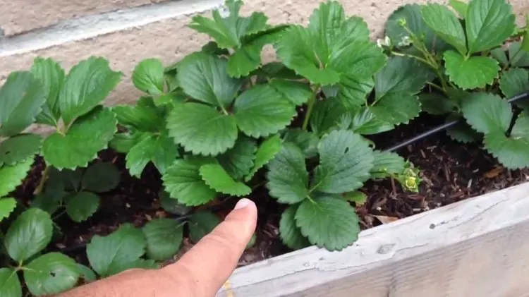 how to grow strawberries from seed place them in containers