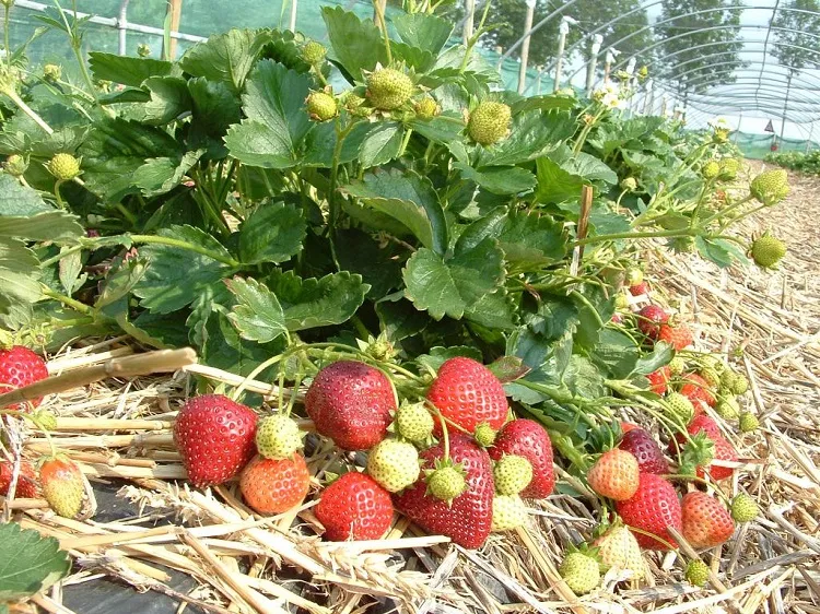 how to grow strawberries from seed step by step