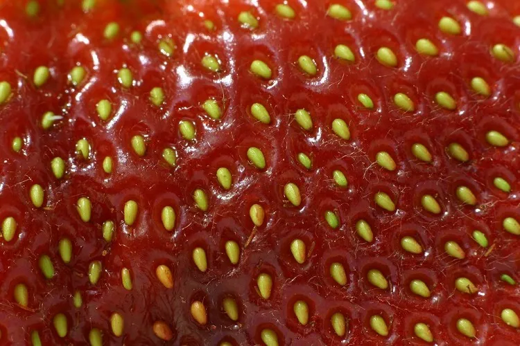 how to grow strawberries from seed take the seeds from fruit