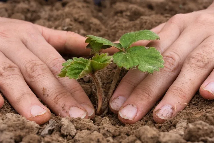 how to grow strawberries from seed transplantation in the garden