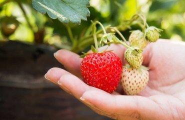 how to grow strawberries from seedlings