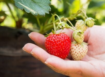 how to grow strawberries from seedlings