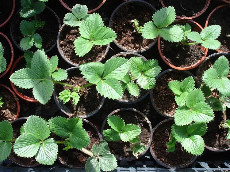 how to grow strawberries from seeds indoors in small containers