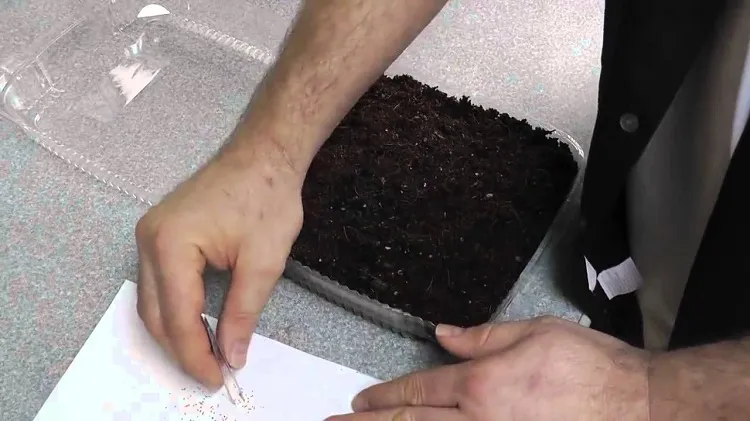 how to grow strawberries from seeds indoors put the seeds in refrigerator