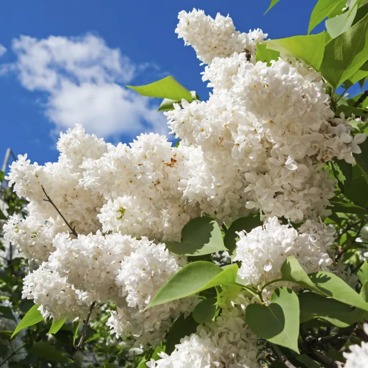 how to prune lilac bushes the right way