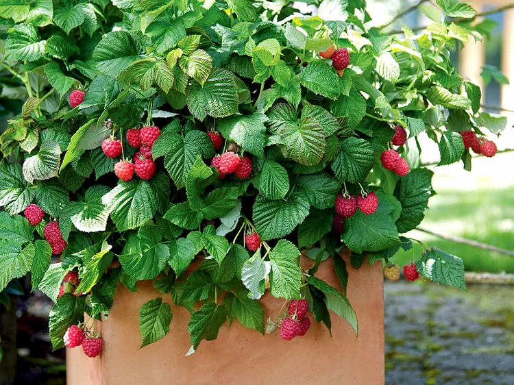how to take care of raspberries