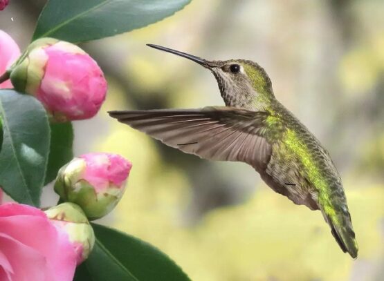 hummingbird tattoo meaning roses pink scent