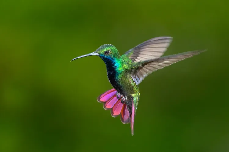 hummingbird tattoo meaning very colourful