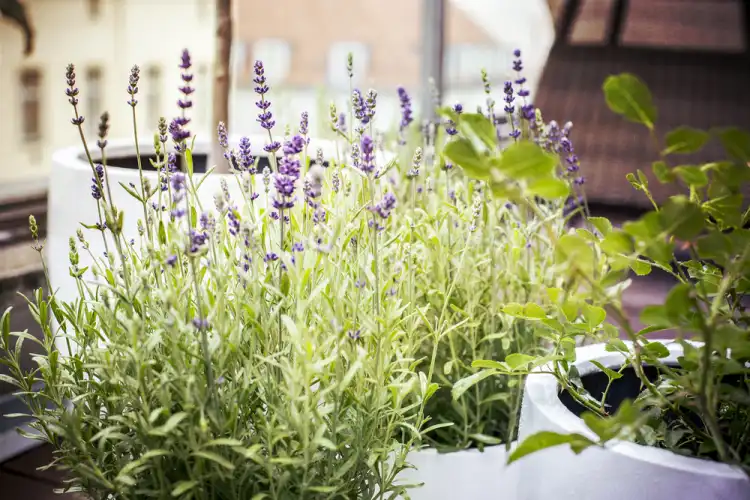 lavender beautiful scented plant for balconies