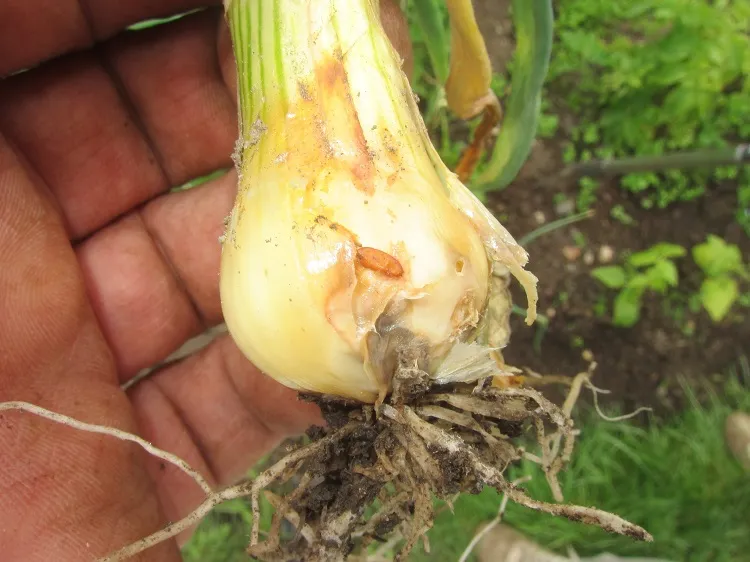 manage the spring onions mildew desease