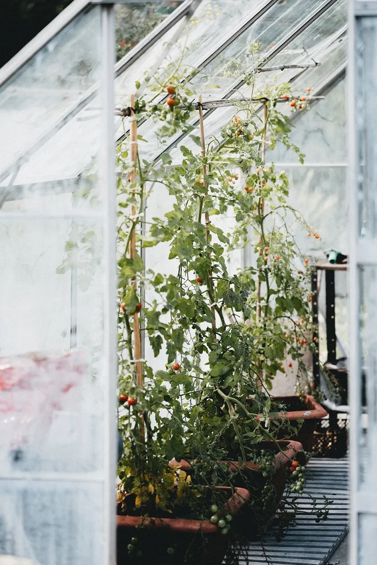 organic plant tomato growing on your own glasshouse greenhouse