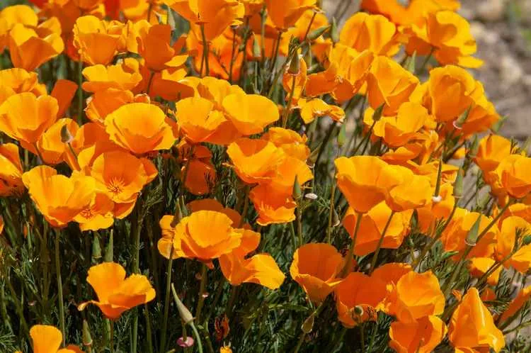 plant california poppies in spring