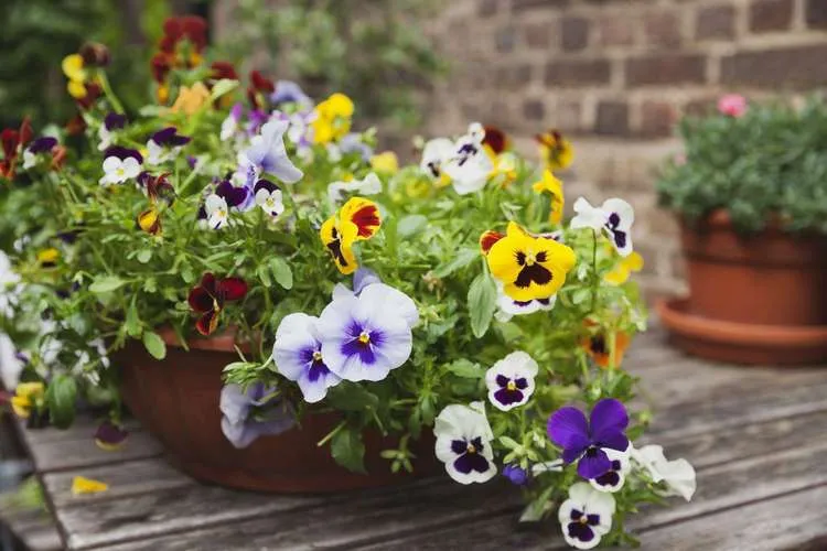 plant pansies in the garden or in pots