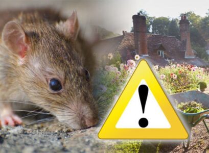 plants that repel mice and rats sage mint onion