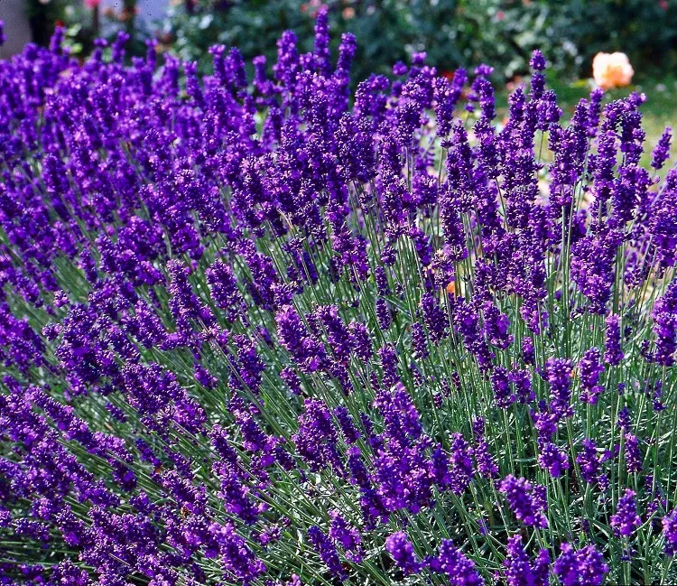 plants to keep mice and rats away lavender in the garden