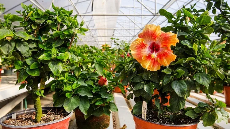 some tips on how to grow hibiscus plant in pots
