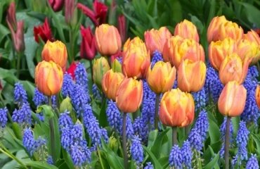 spring bulbous plants tulips flowering