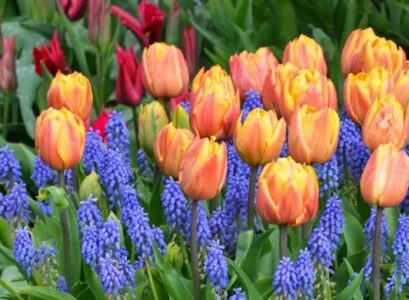 spring bulbous plants tulips flowering