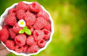 sunlight and temperature for growing raspberries