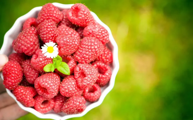 sunlight and temperature for growing raspberries