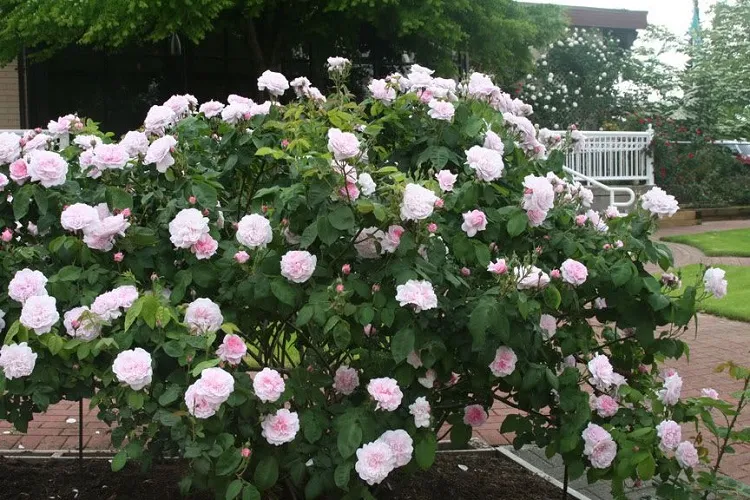 the best colorful bushes for front yard scent and enchantment with rose shrubs