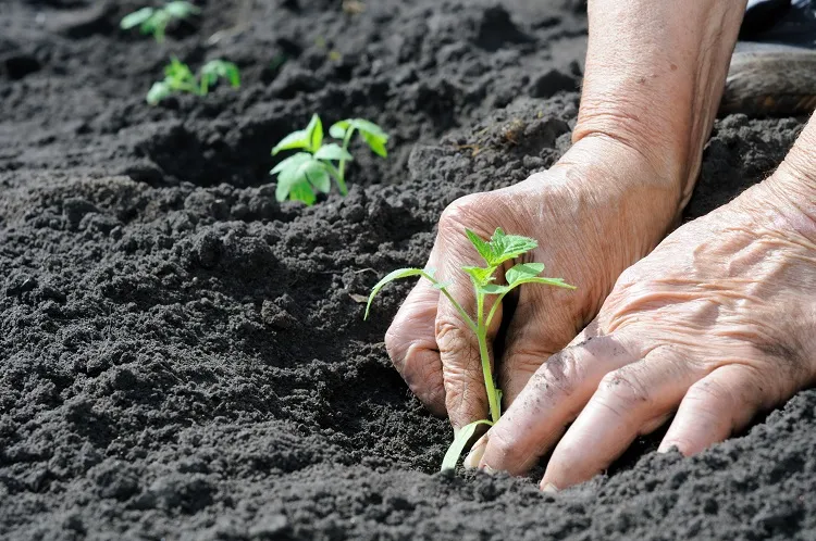 tomato plant seeds ready for garden