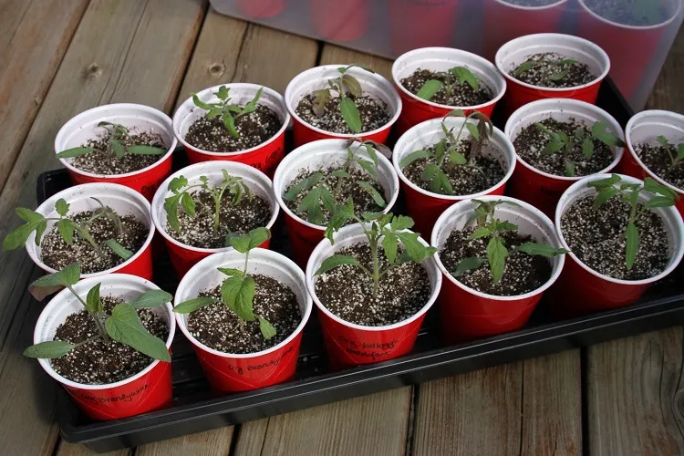 tomato seeds in pots starting growth