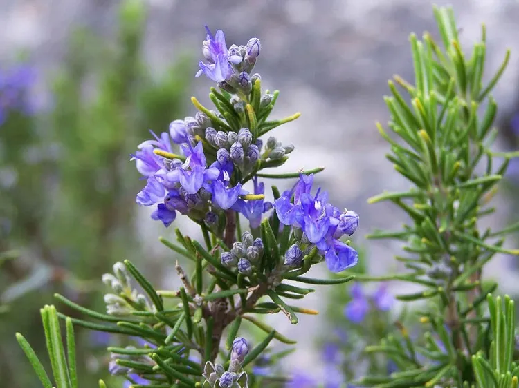 types of bushes for front yard evergreen freshness with rosemary