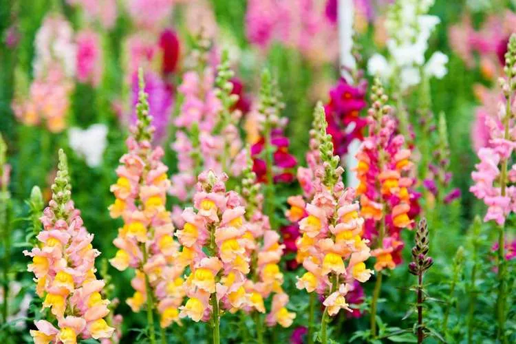 what flowers to plant in april snapdragons