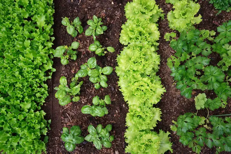 what greens and leafy vegetables to plant in april