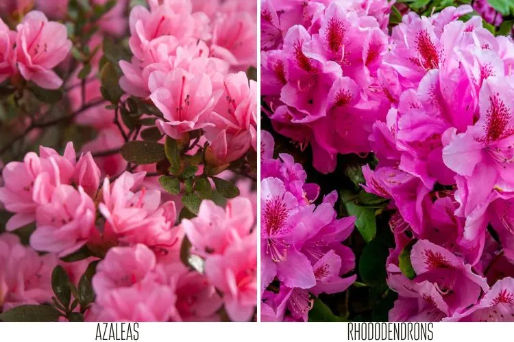 what is the difference between azaleas and rhododendrons garden tips 2023 ideas