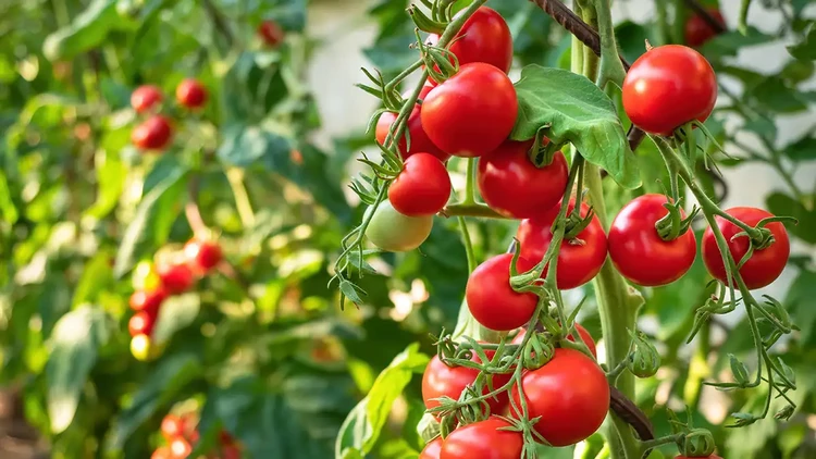 what to plant in april tomatoes